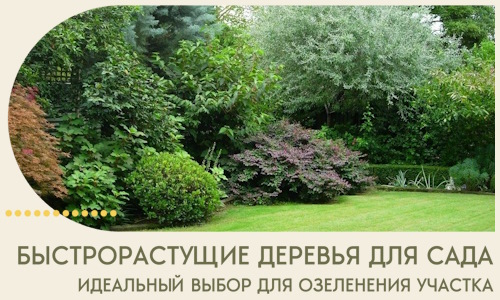 Быстрорастущие деревья для сада идеальный выбор в Луховицах
