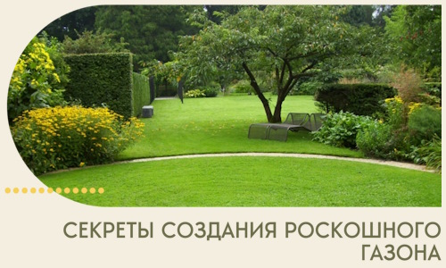 Секреты создания роскошного газона в Луховицах